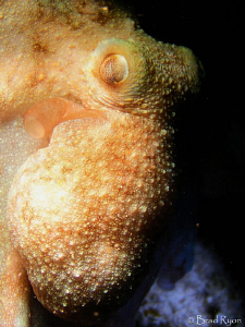 Caribbean Reef Octopus (Octopus briareus): I shot this at... by Brad Ryon 